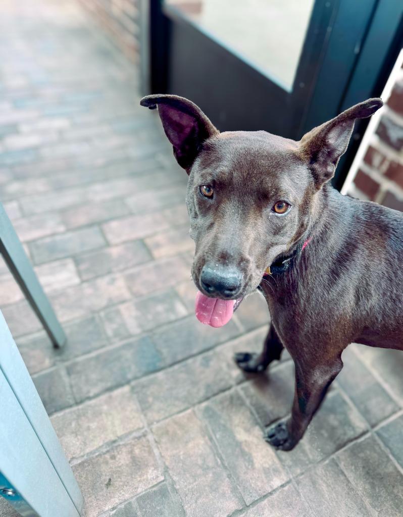 Betty, a Adoptable mixed breed in Macon, GA image 5/6