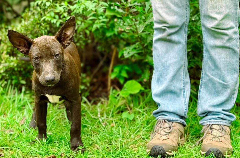 Betty, a Adoptable mixed breed in Macon, GA image 5/6