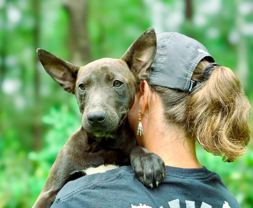 Betty, a Adoptable mixed breed in Macon, GA image 6/6