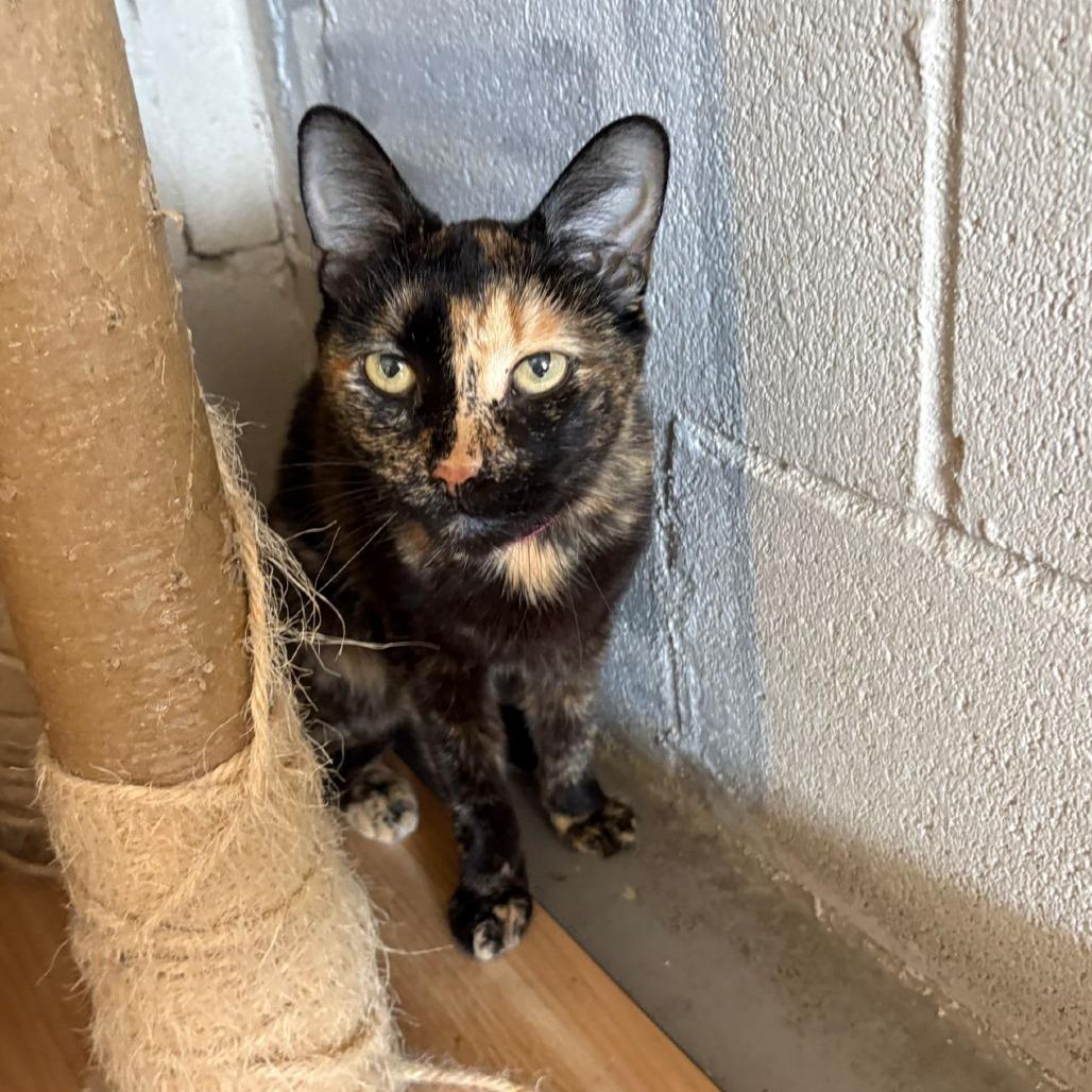 Enlarge Maleficent, a Adoptable Domestic Short Hair in Laredo, TX image 2/6