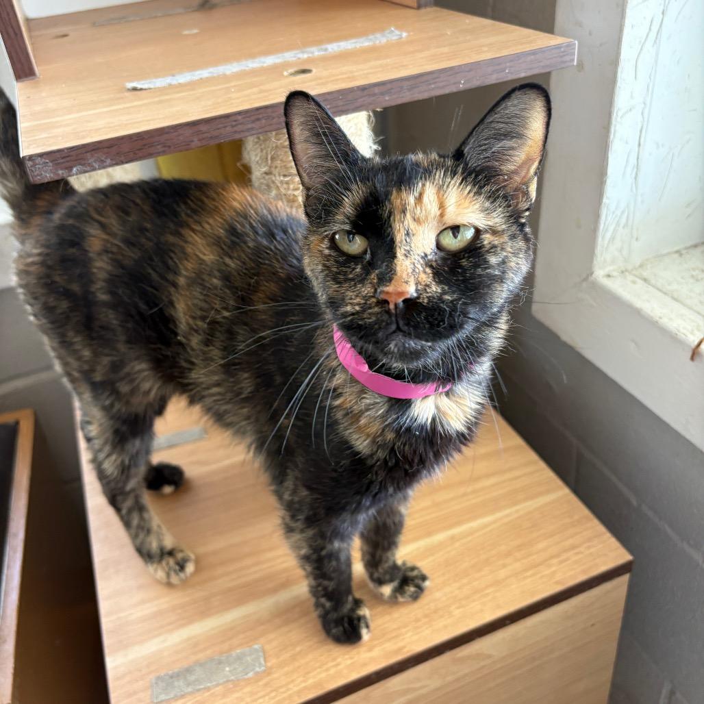 Enlarge Maleficent, a Adoptable Domestic Short Hair in Laredo, TX image 4/6