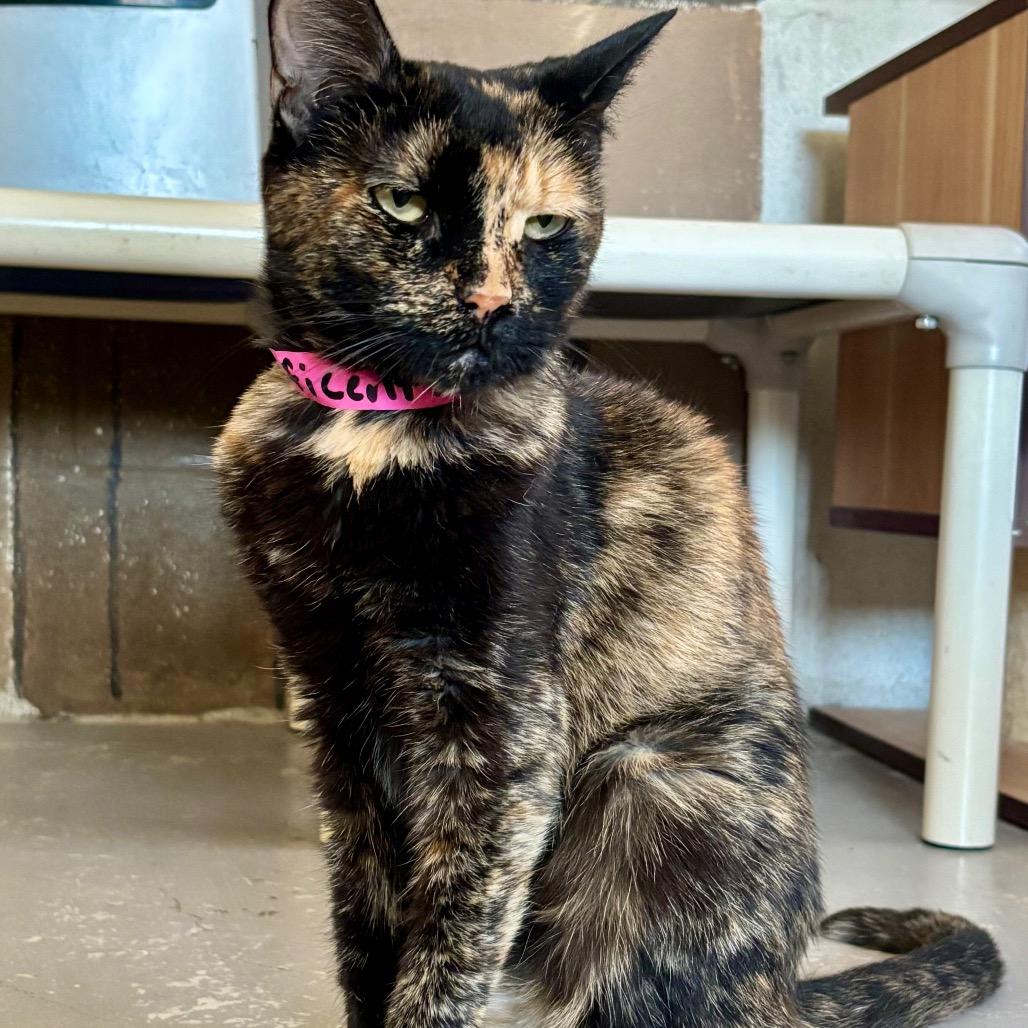 Enlarge Maleficent, a Adoptable Domestic Short Hair in Laredo, TX image 5/6