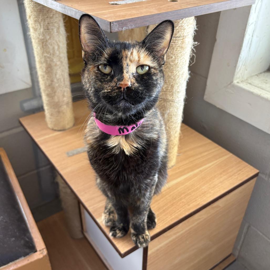 Enlarge Maleficent, a Adoptable Domestic Short Hair in Laredo, TX image 6/6