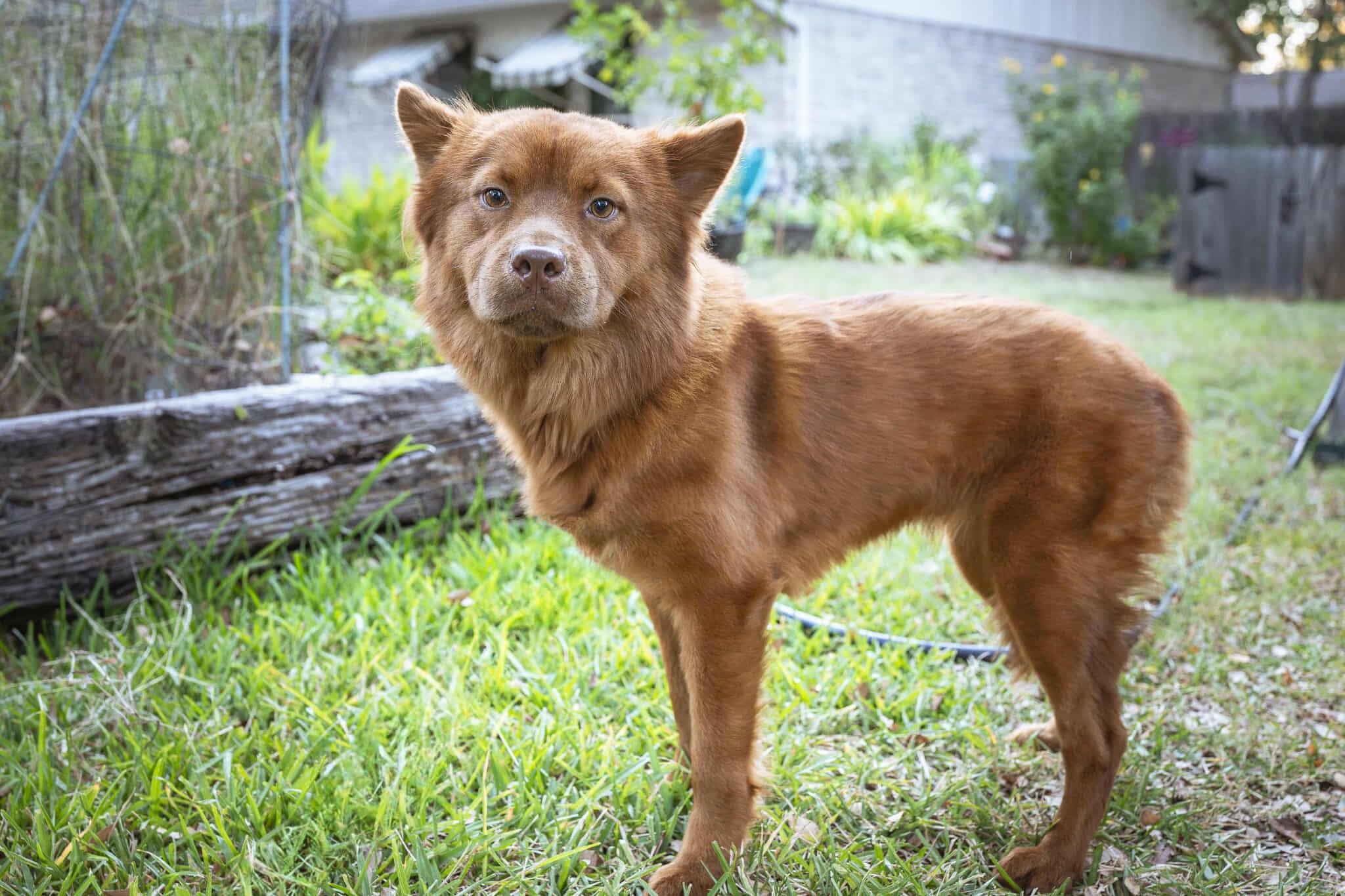 Enlarge Miley FKA Indi, a Adoptable mixed breed in Houston, TX image 4/4
