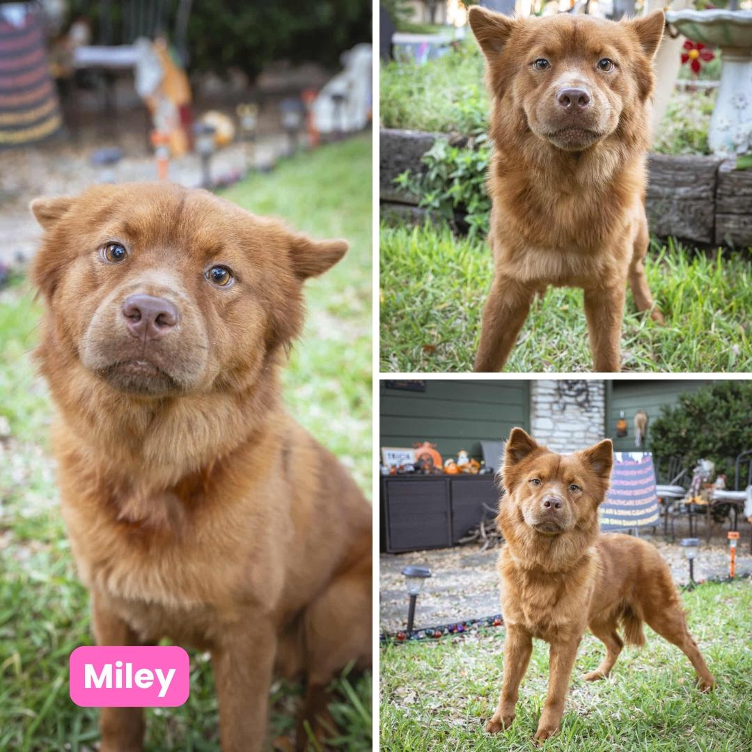 Enlarge Miley FKA Indi, a Adoptable mixed breed in Houston, TX image 3/4
