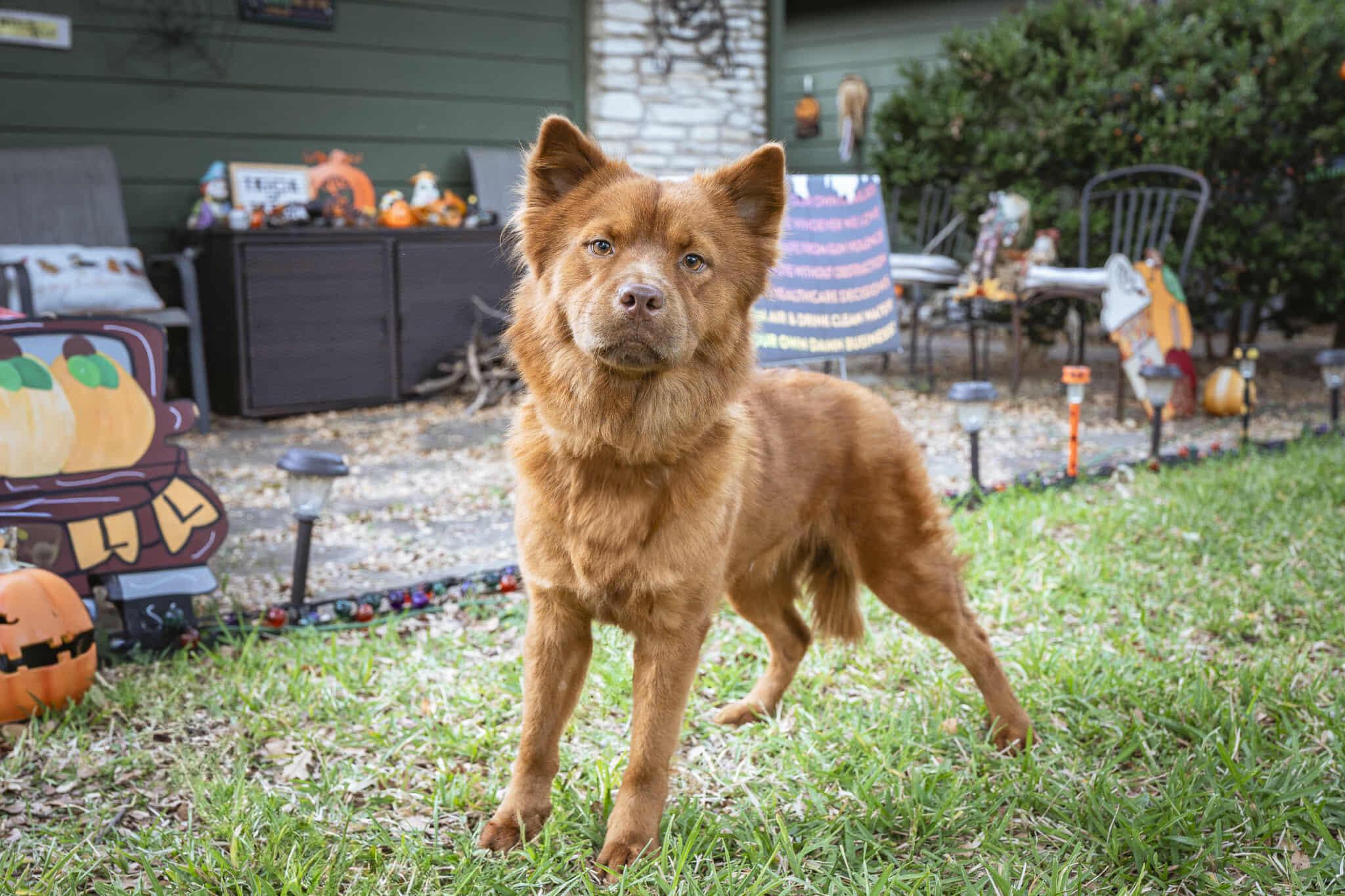 Enlarge Miley FKA Indi, a Adoptable mixed breed in Houston, TX image 2/4