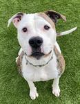 Enlarge Sury, a ADOPTABLE Mixed Breed in Logan, IA image 1/1