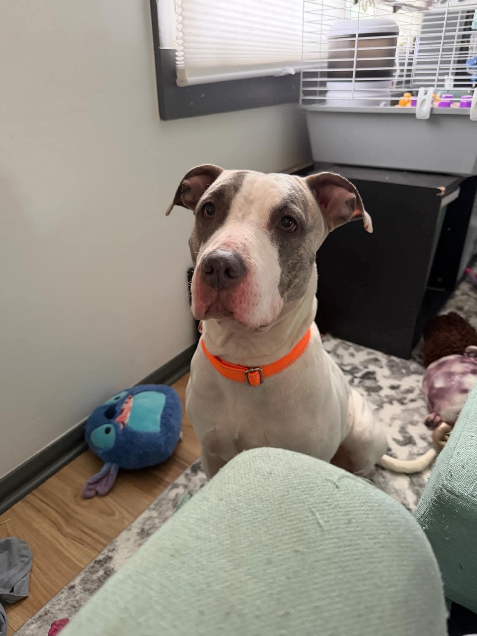 Stardust, Adoptable, Adult Female Great Dane & Pit Bull Terrier.