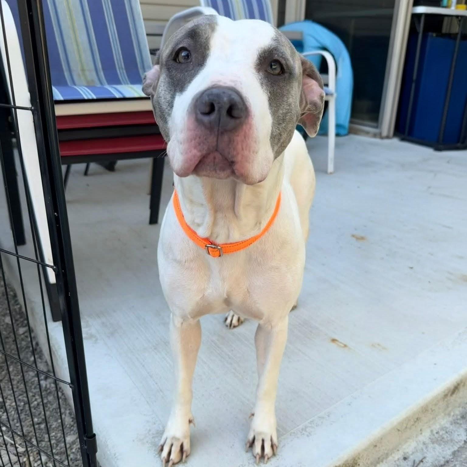 Enlarge Stardust, a Adoptable mixed breed in Plain City, OH image 2/5