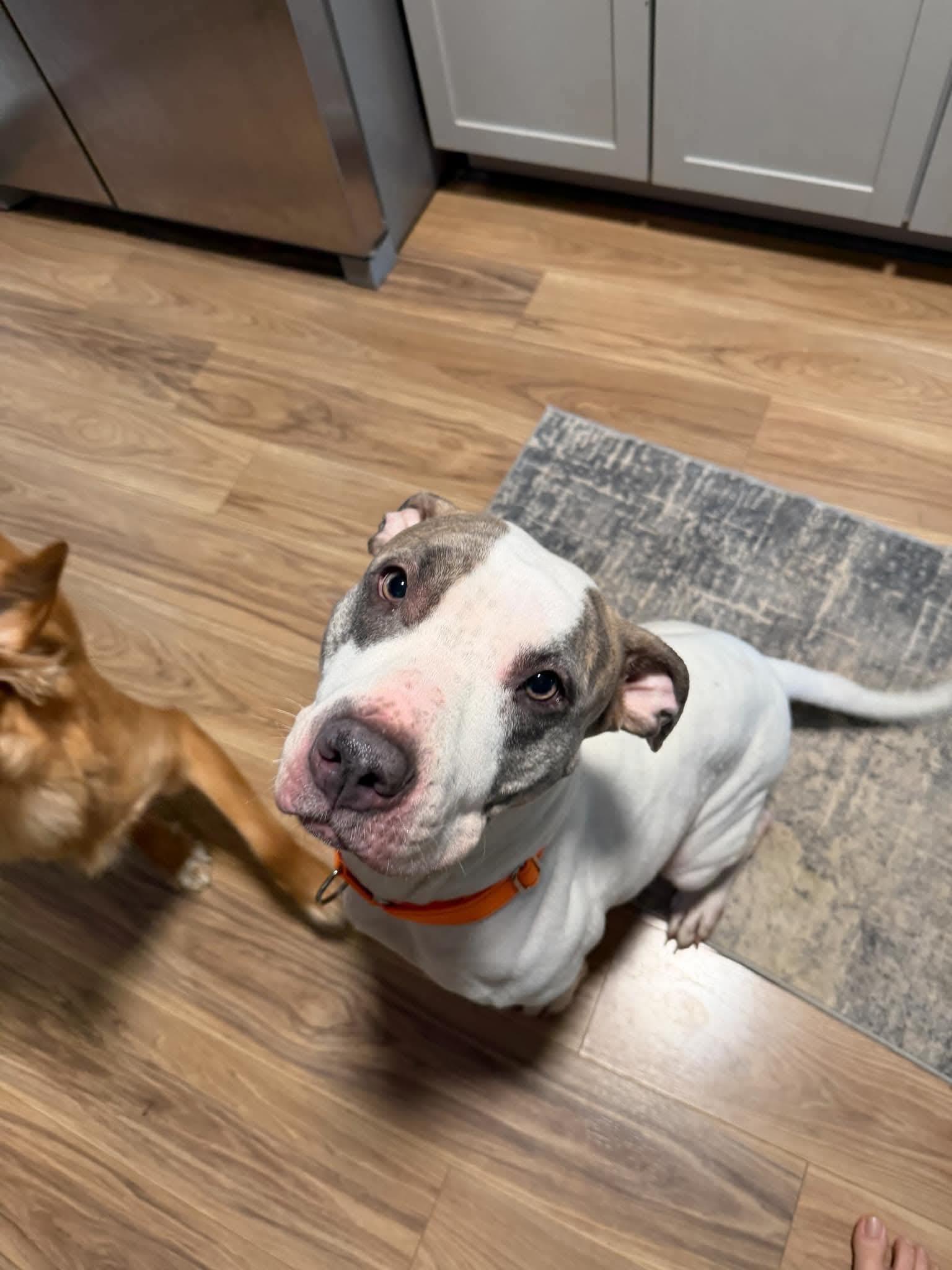 Enlarge Stardust, a Adoptable mixed breed in Plain City, OH image 3/5