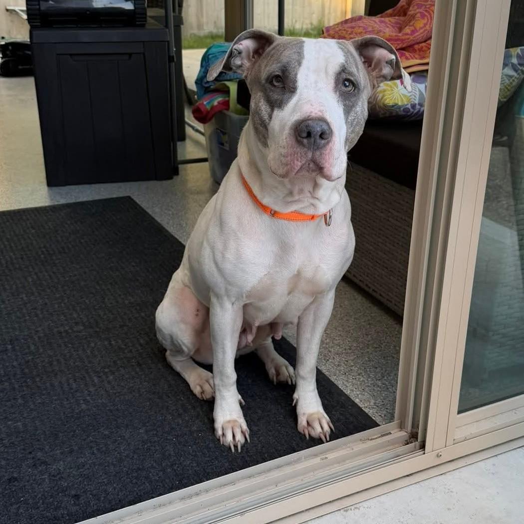 Enlarge Stardust, a Adoptable mixed breed in Plain City, OH image 4/5