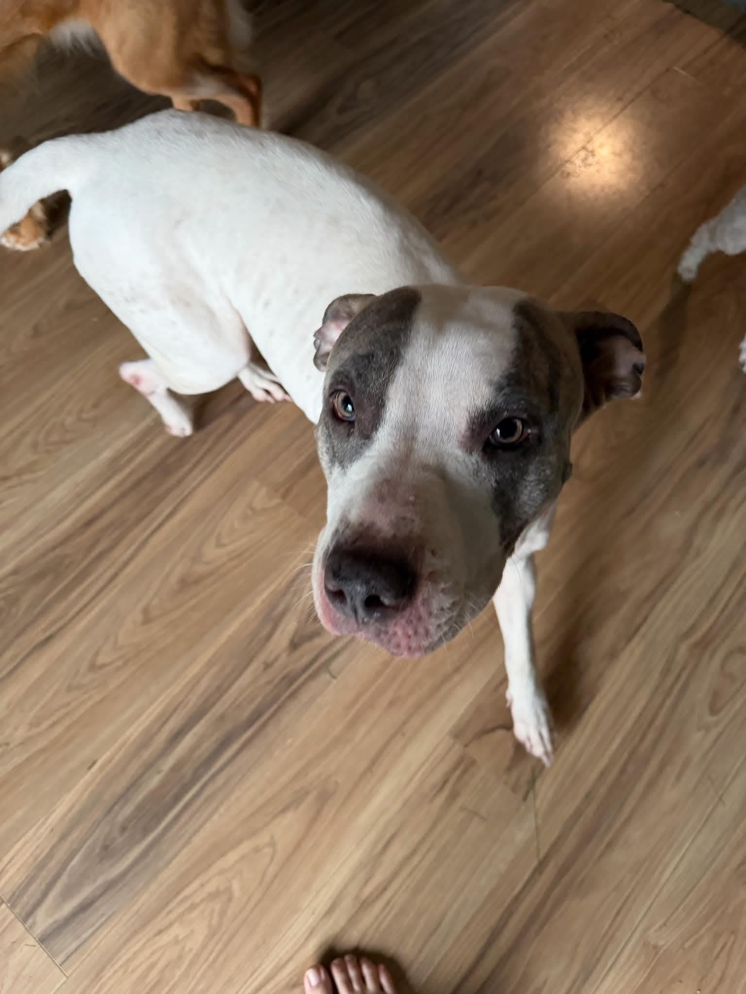 Enlarge Stardust, a Adoptable mixed breed in Plain City, OH image 5/5