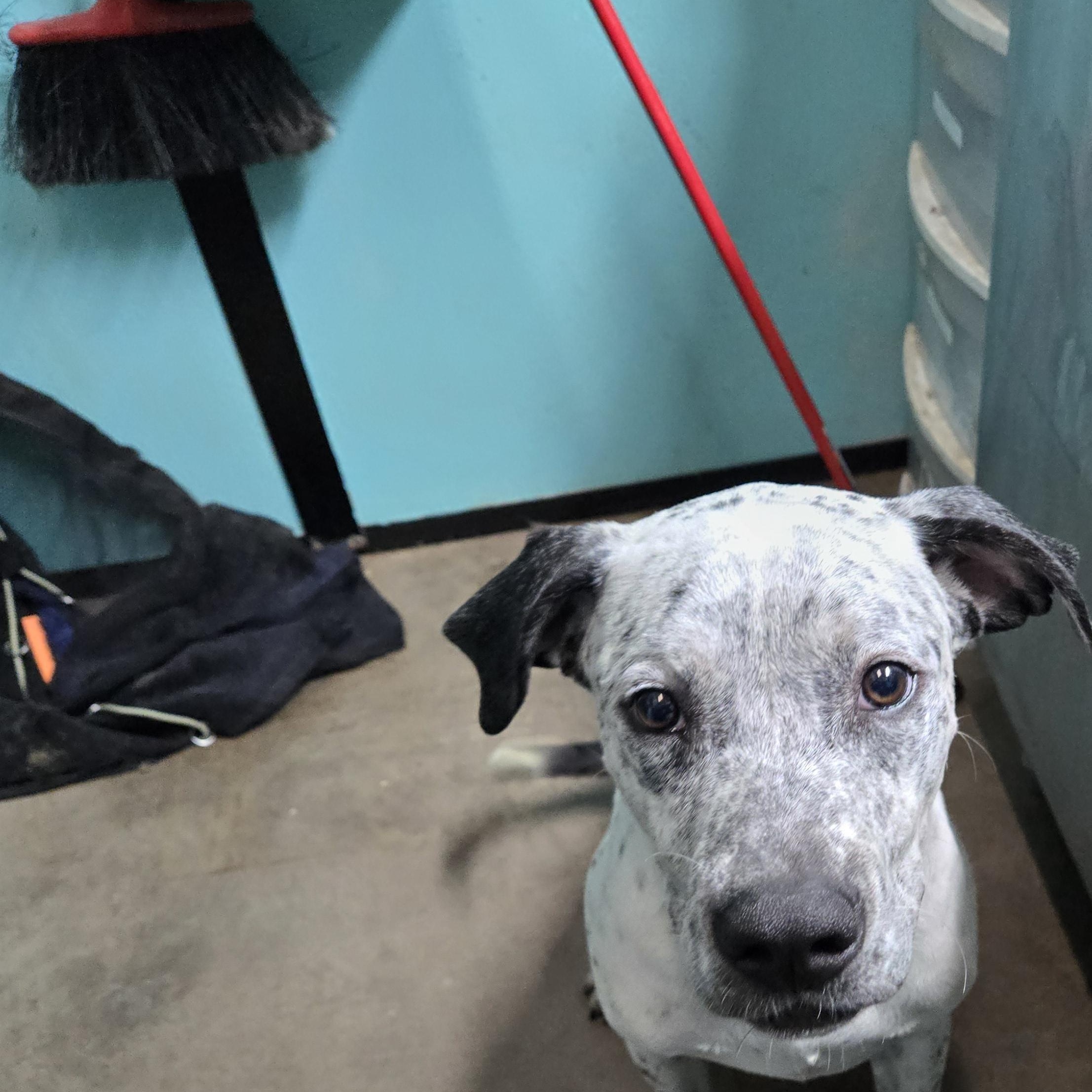 Vinny, an adopted mixed breed in Graham, TX image 2/2
