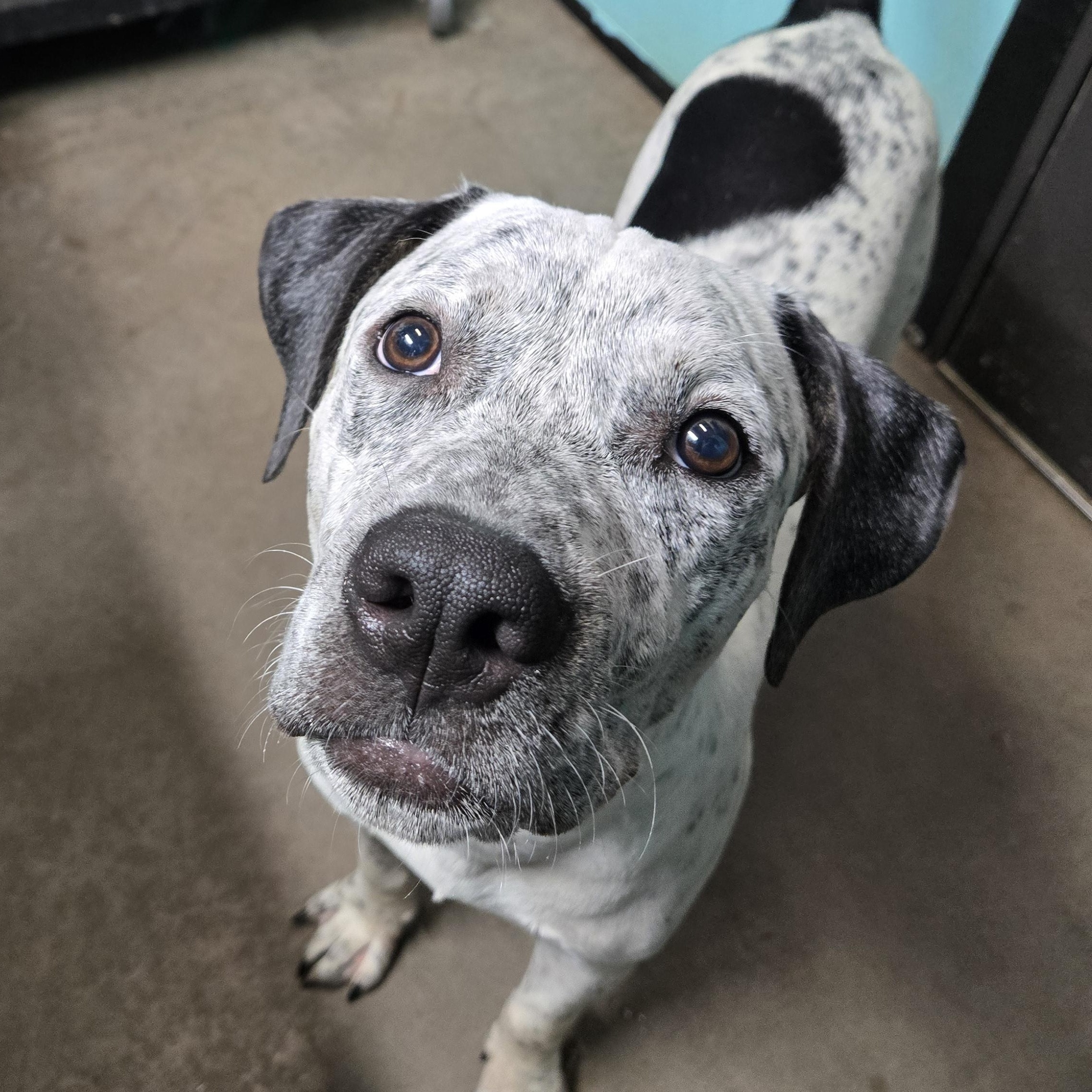 Vinny, adopted, Young Male Pit Bull Terrier & Australian Cattle Dog / Blue Heeler.