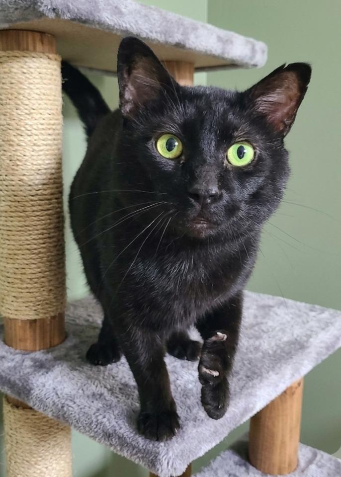 Enlarge VELCRO JIPPEY, a Adoptable Domestic Short Hair in Barron, WI image 2/2