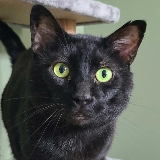 VELCRO JIPPEY, Adoptable, Adult Male Domestic Short Hair.