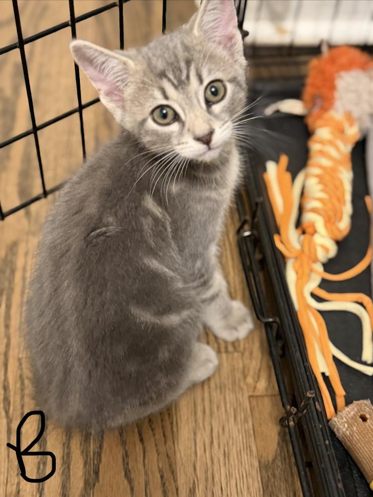 Buzz, ADOPTABLE, Kitten Male Domestic Short Hair.