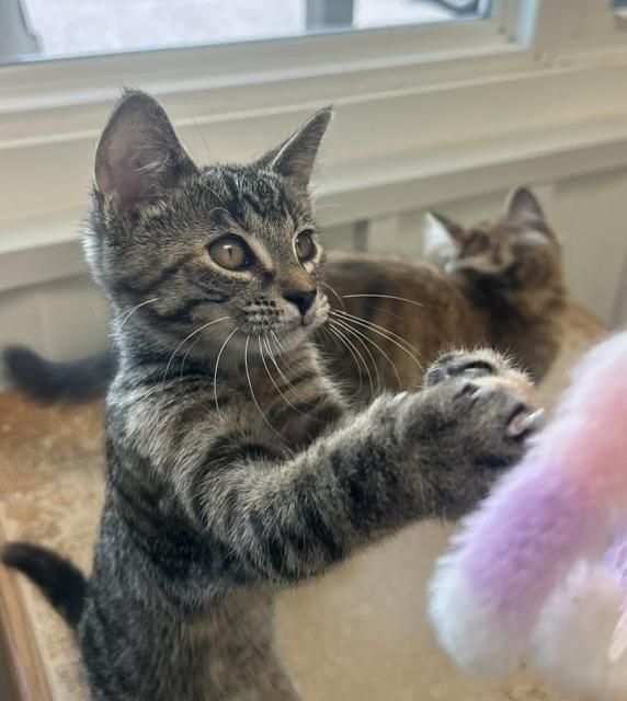 Purrfect, adoptable, Kitten Female Domestic Short Hair.
