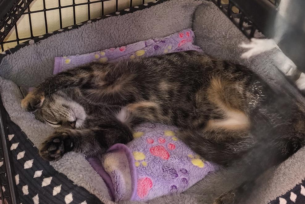 Purrfect, Adopted, Young Female Domestic Short Hair.