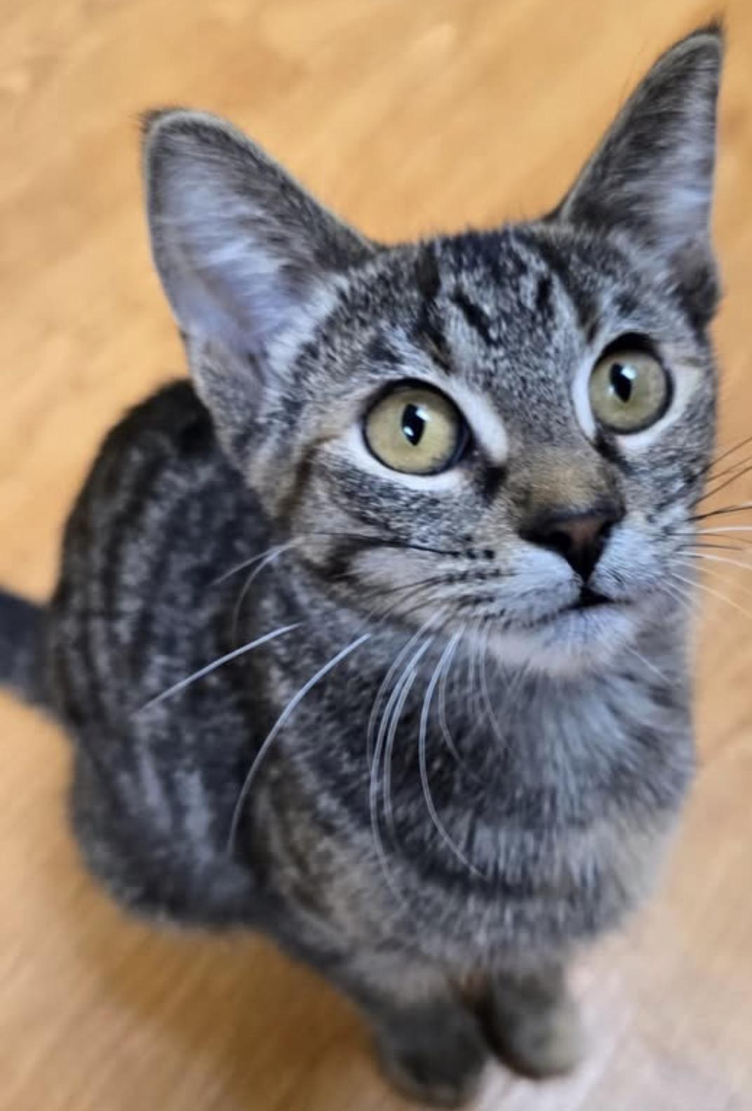 Enlarge Purrfect, a Adopted Domestic Short Hair in Mauston, WI image 2/2