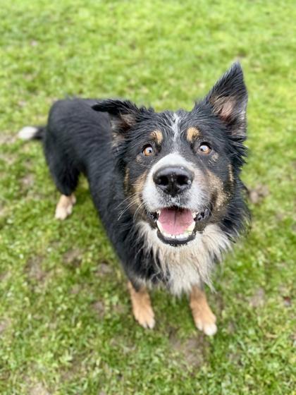 Atlas, ADOPTABLE, Adult Male Australian Shepherd.