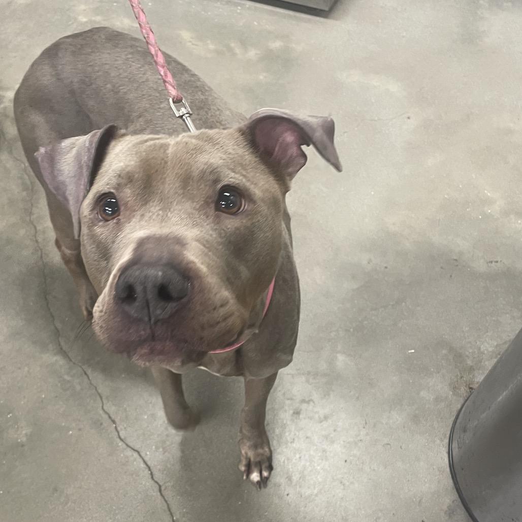 Jane, Adoptable, Adult Female Terrier & Terrier.