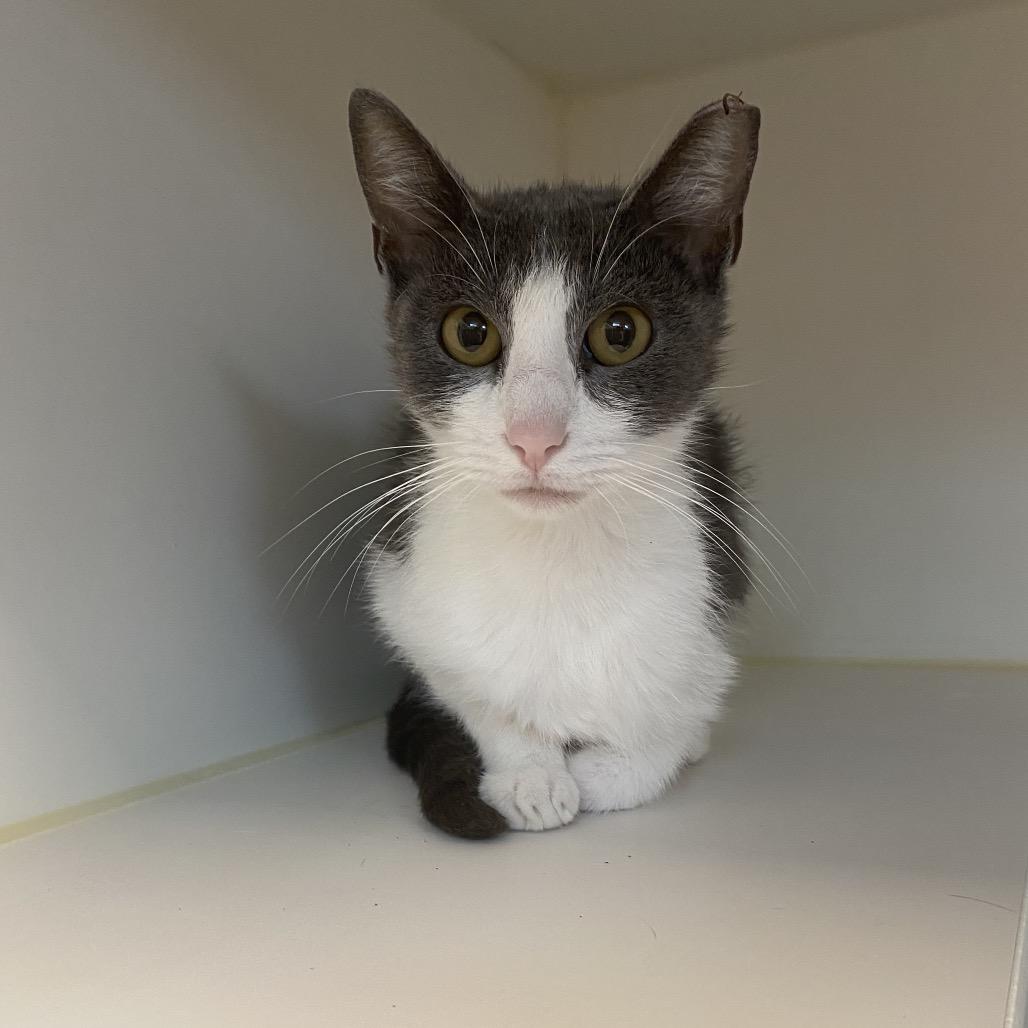 Lake, Adoptable, Adult Female Domestic Short Hair.