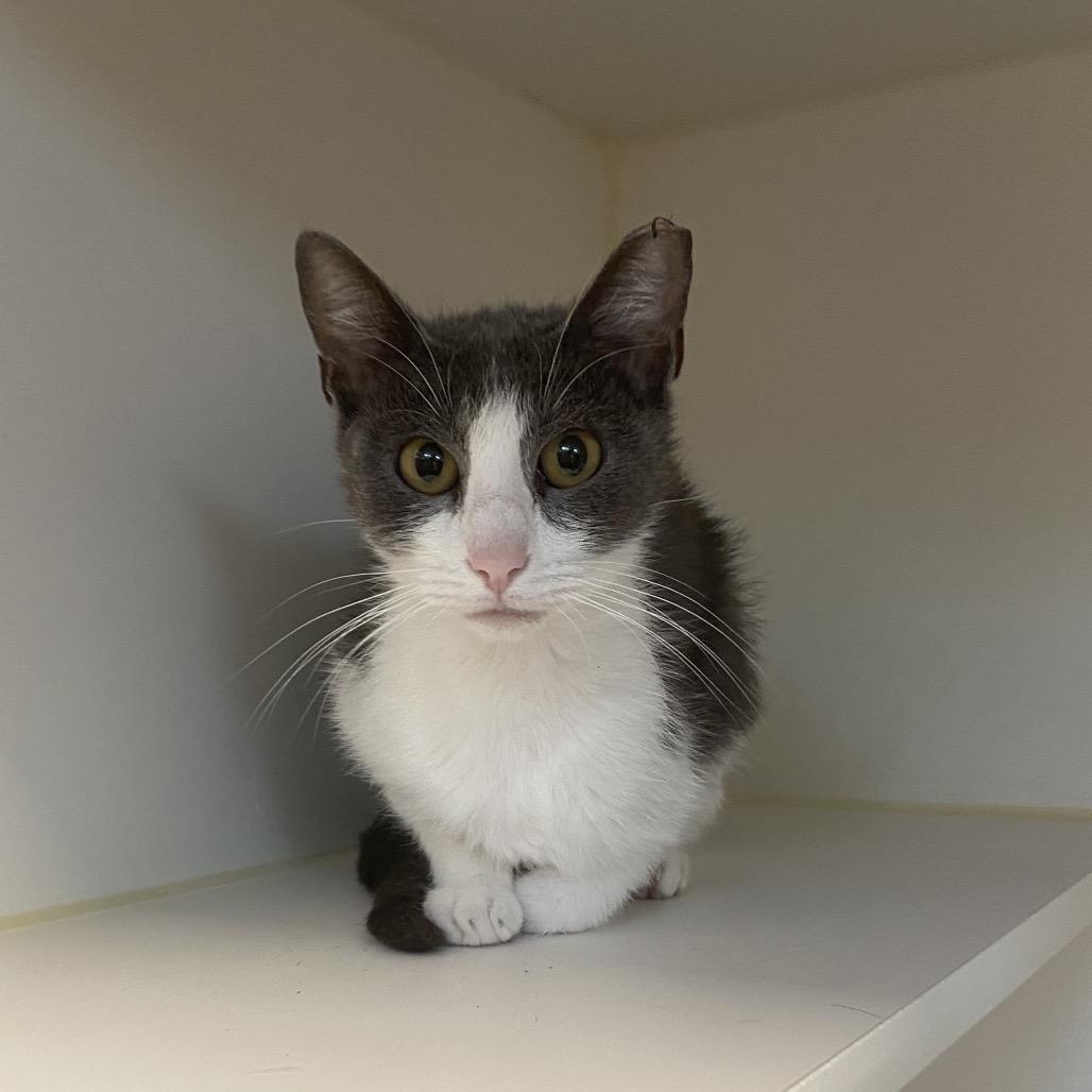 Lake, a Adoptable Domestic Short Hair in Tulsa, OK image 2/5