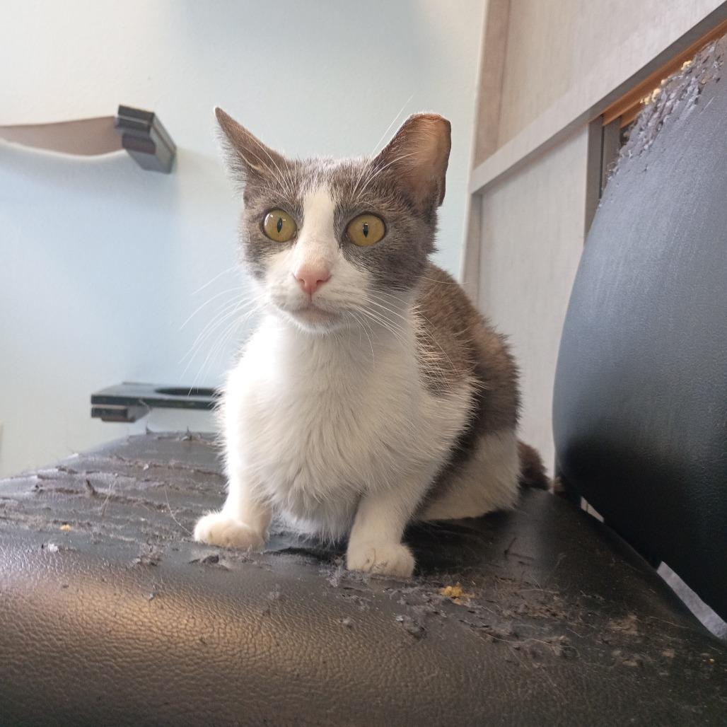 Lake, a Adoptable Domestic Short Hair in Tulsa, OK image 3/5