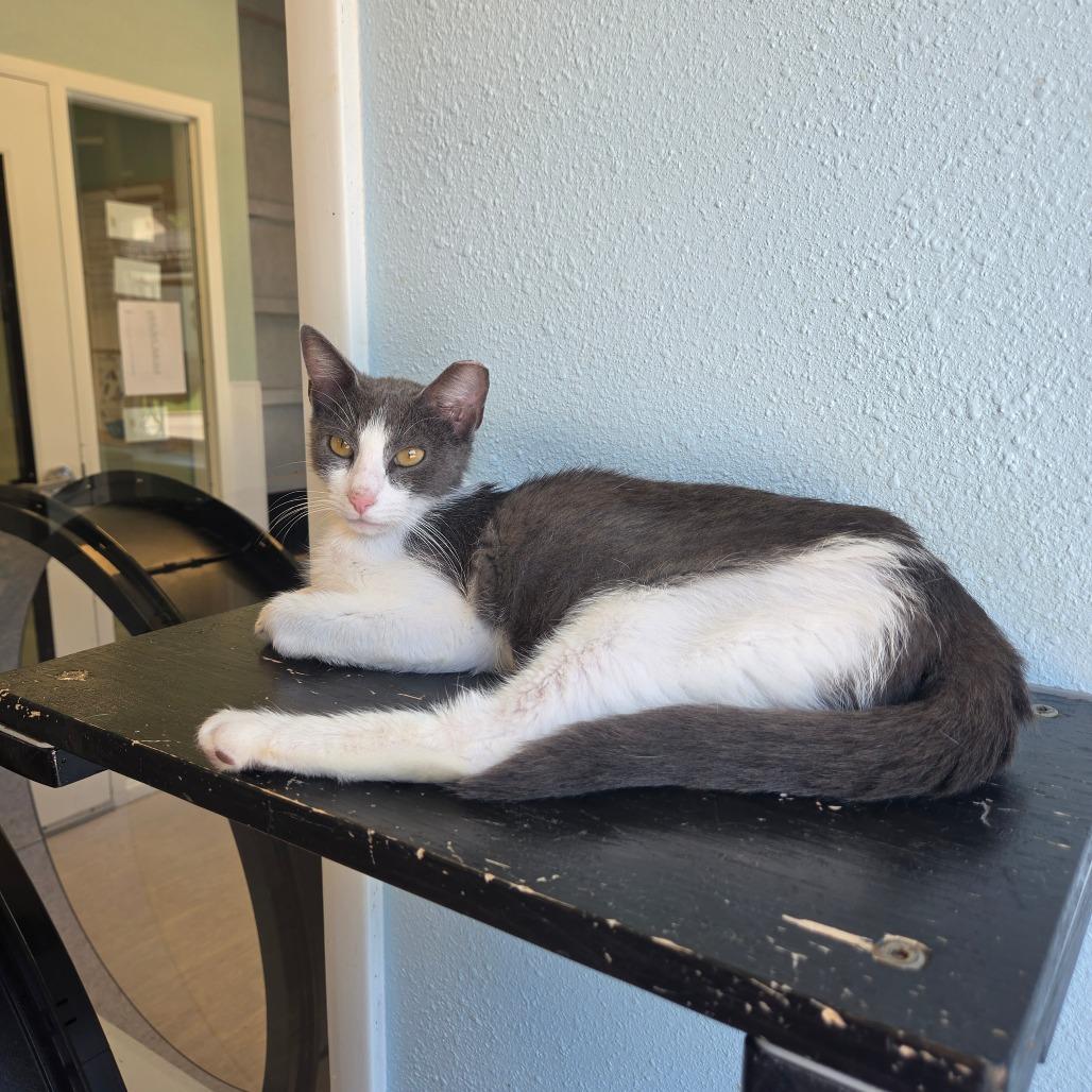 Lake, a Adoptable Domestic Short Hair in Tulsa, OK image 4/5
