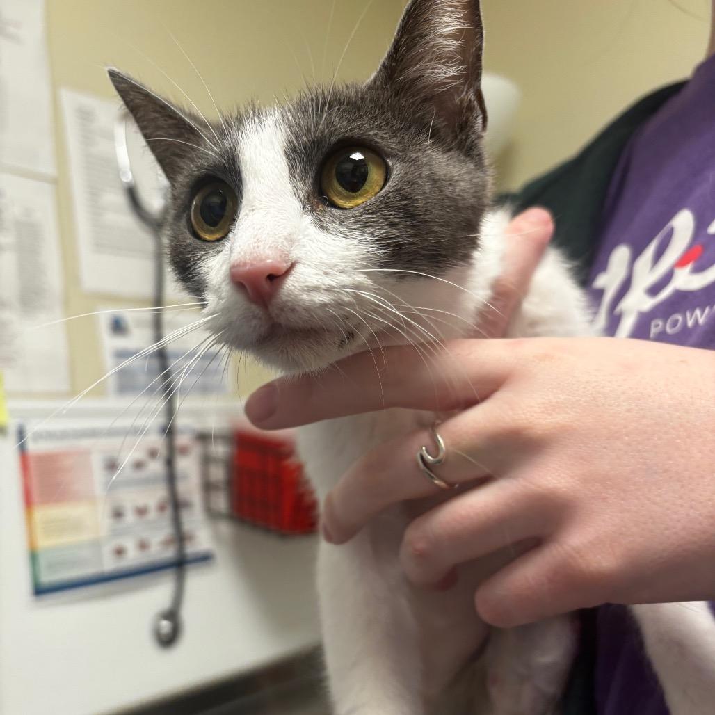 Lake, a Adoptable Domestic Short Hair in Tulsa, OK image 5/5