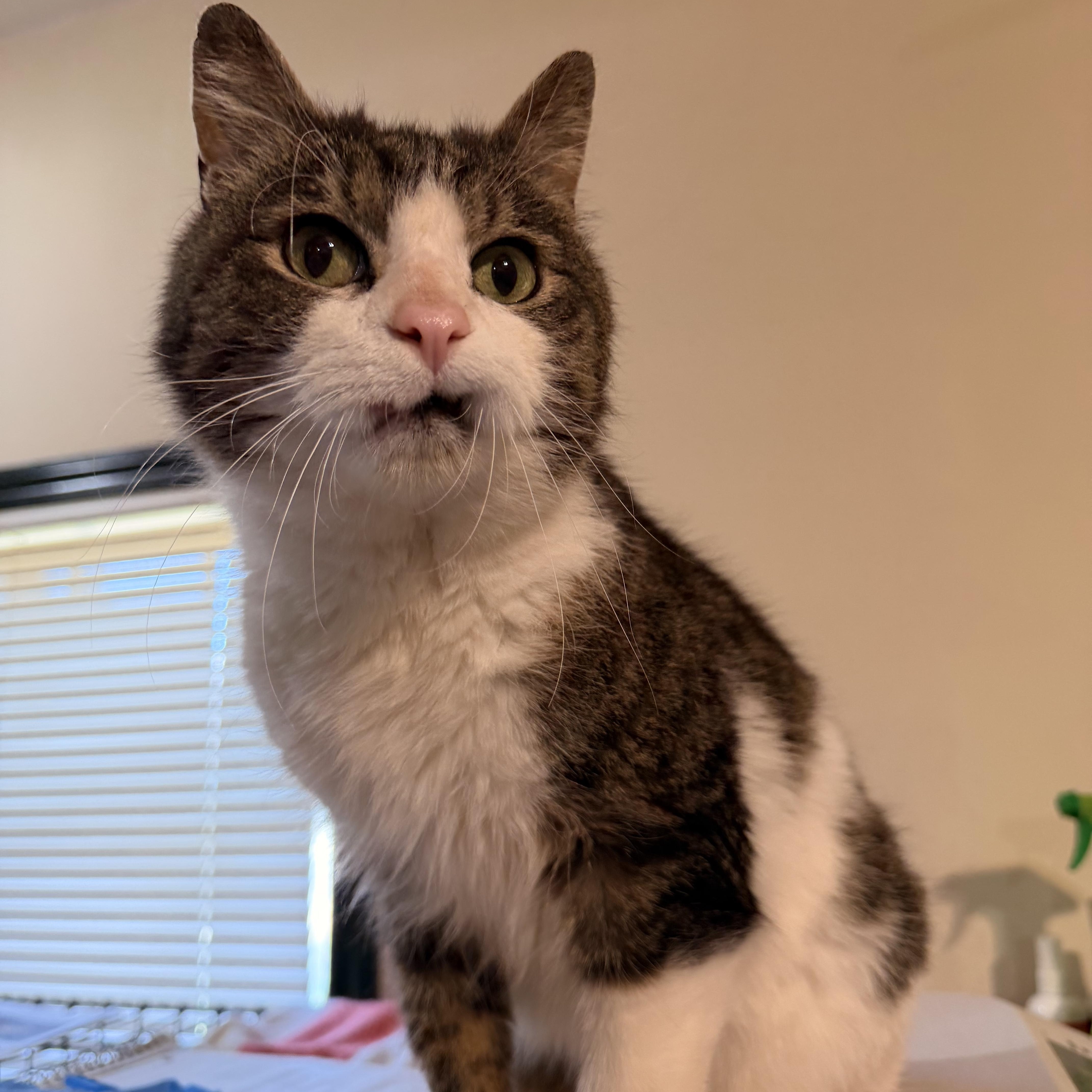 Eugene, Adoptable, Senior Male Tabby & Domestic Short Hair.