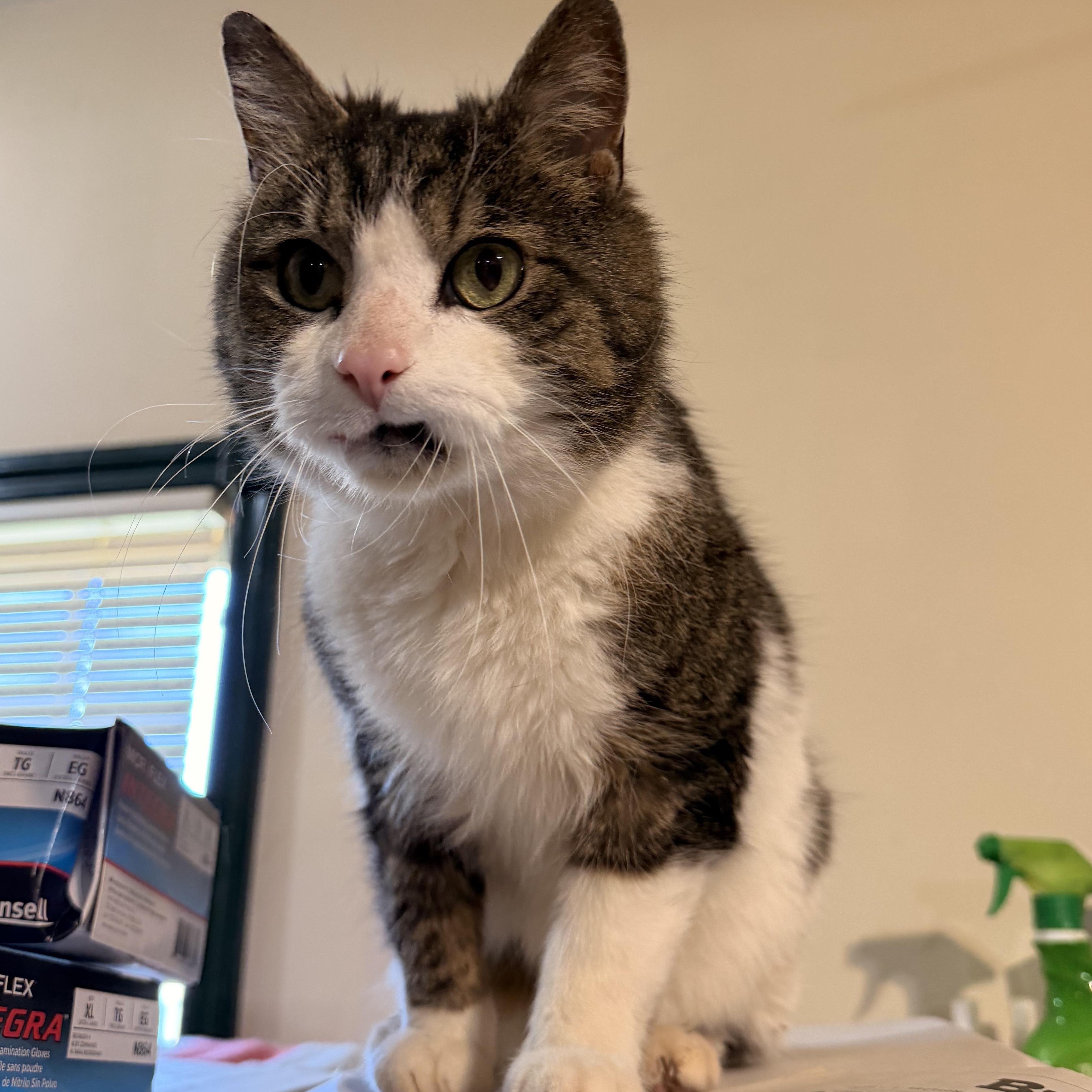 Enlarge Eugene, a Adoptable mixed breed in Scranton, PA image 2/3