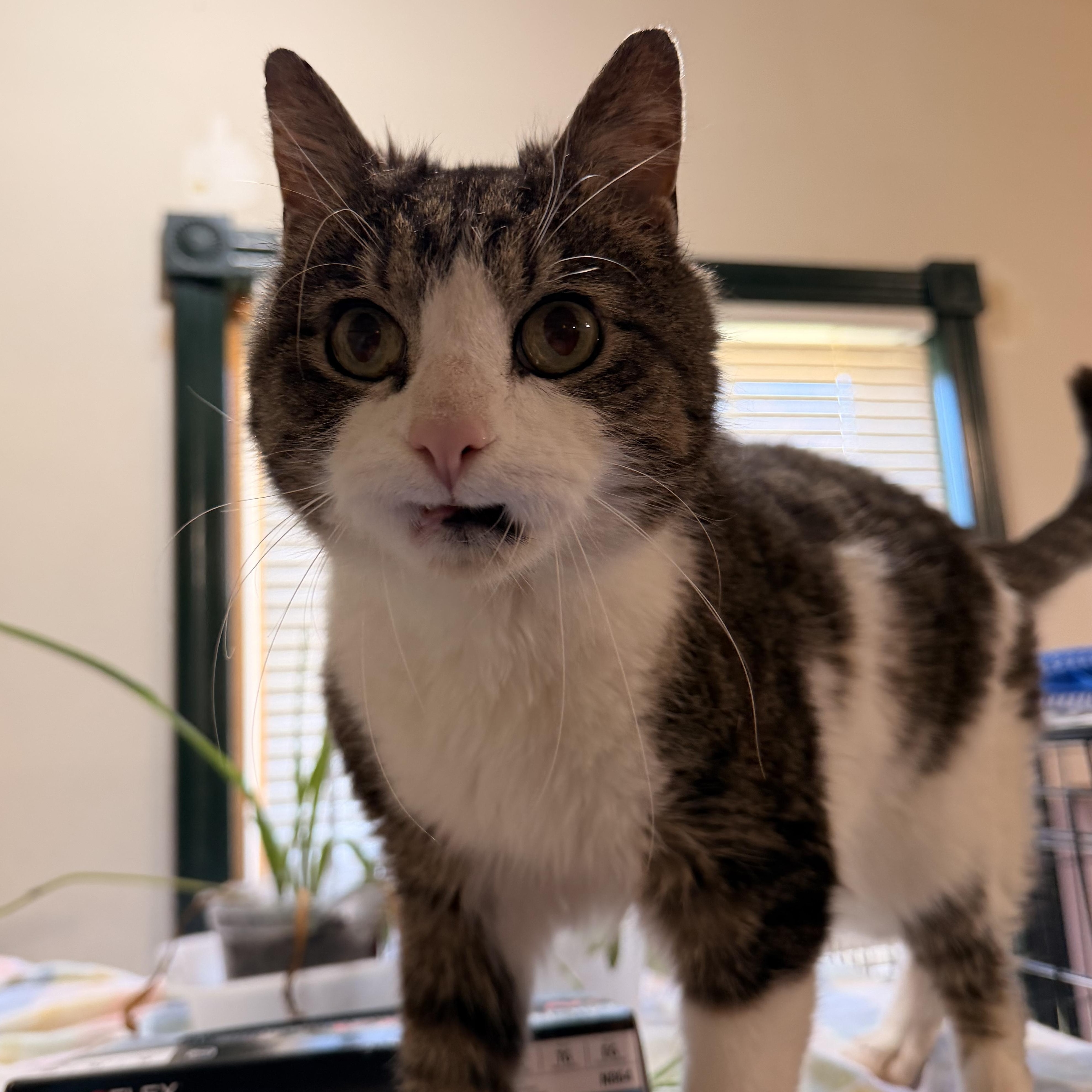 Enlarge Eugene, a Adoptable mixed breed in Scranton, PA image 3/3