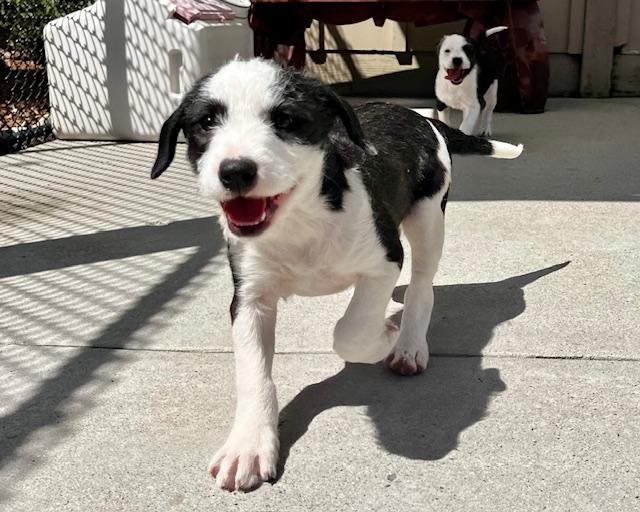 Enlarge LIAM*, a Adoptable mixed breed in Santa Cruz, CA image 1/1