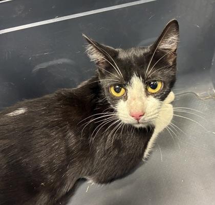 Enlarge Lady Luck, a Adoptable mixed breed in Fresno, CA image 1/1
