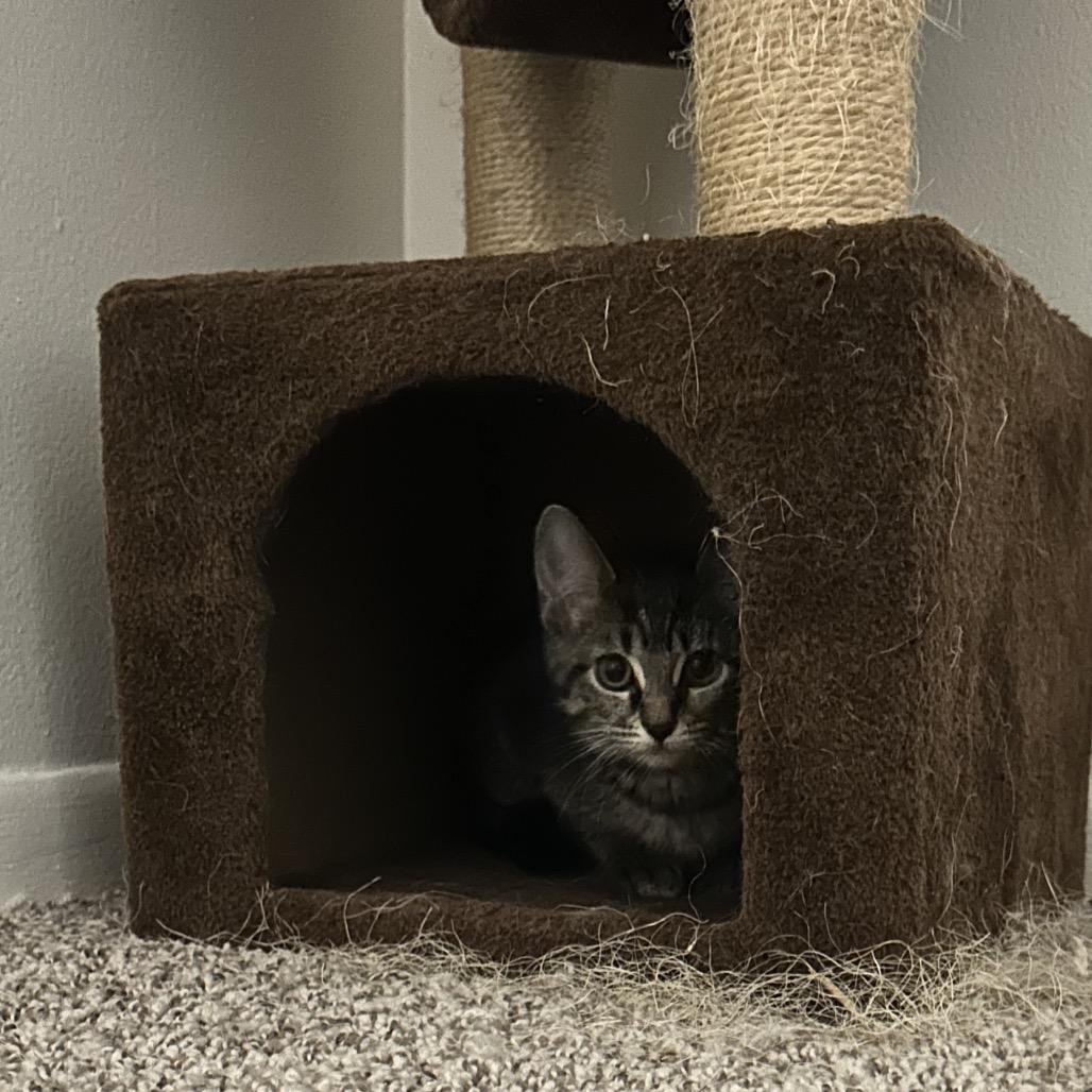 Barbie, Adoptable, Kitten Female Domestic Short Hair.