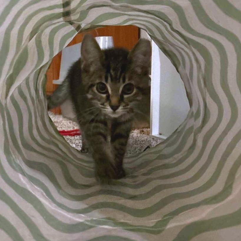 Enlarge Barbie, a Adoptable Domestic Short Hair in West Olive, MI image 3/6