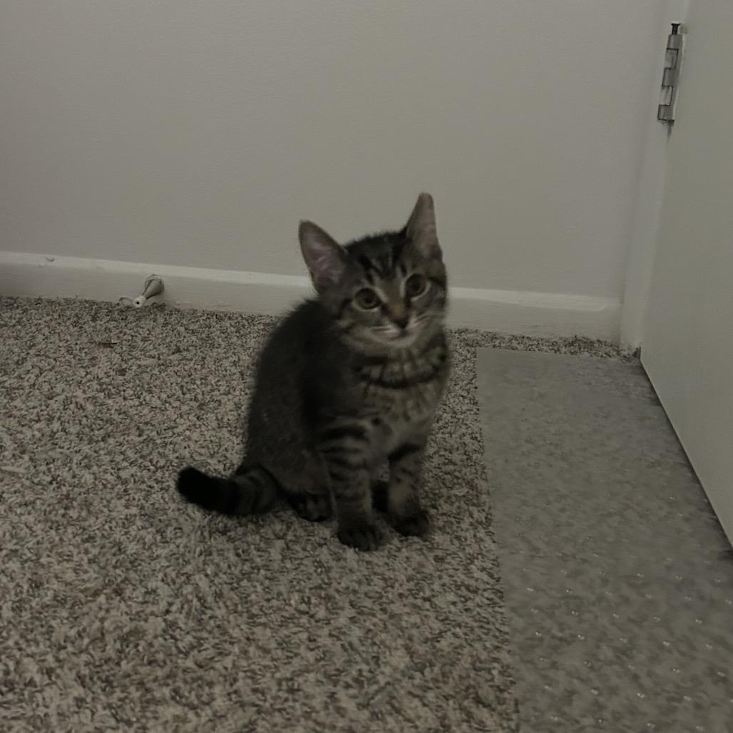 Enlarge Barbie, a Adoptable Domestic Short Hair in West Olive, MI image 4/6