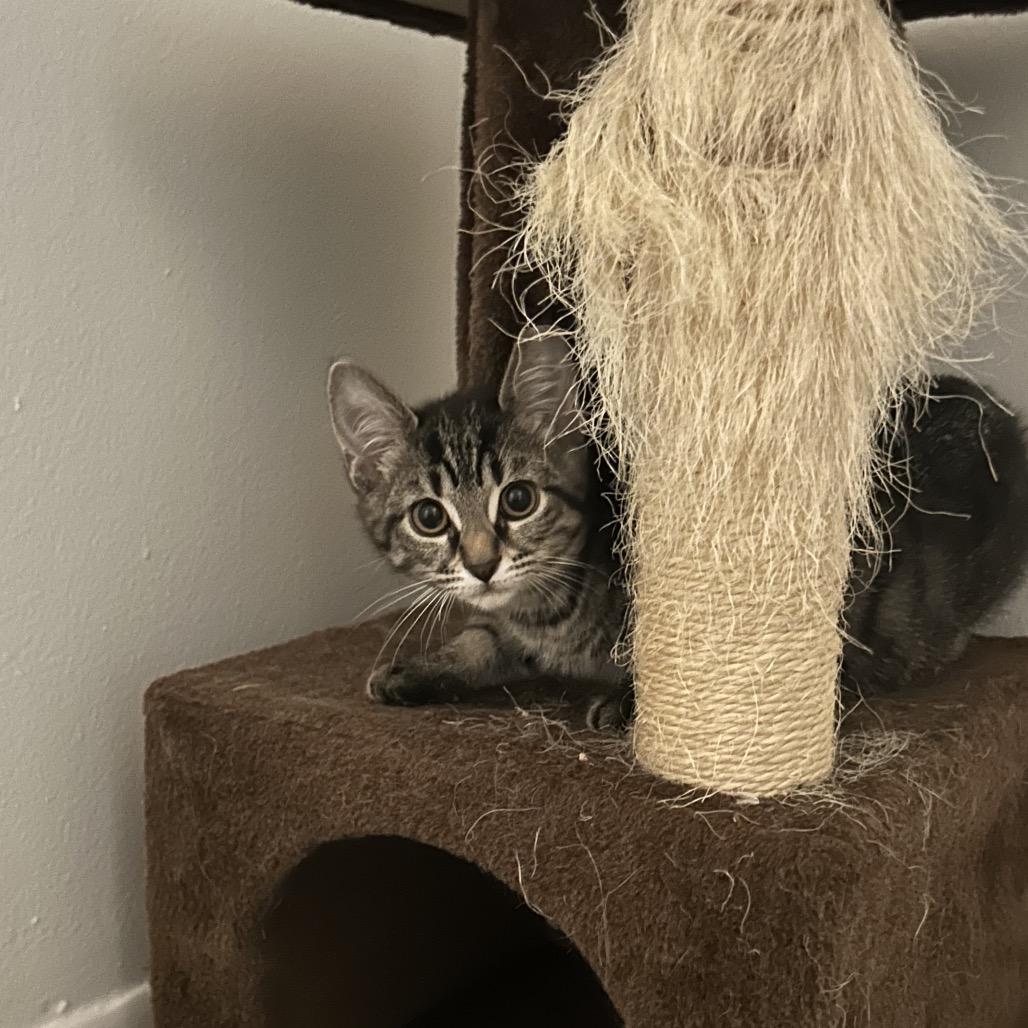 Enlarge Barbie, a Adoptable Domestic Short Hair in West Olive, MI image 5/6