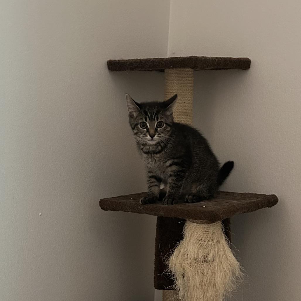 Enlarge Barbie, a Adoptable Domestic Short Hair in West Olive, MI image 6/6