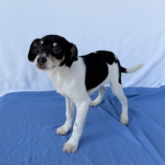 Thomas the Train, Adoptable, Puppy Male Australian Shepherd & Mixed Breed.