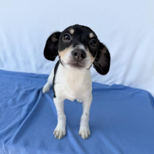 Enlarge Thomas the Train, a Adoptable mixed breed in Carencro, LA image 2/4