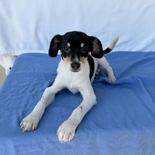 Enlarge Thomas the Train, a Adoptable mixed breed in Carencro, LA image 3/4