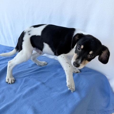 Enlarge Thomas the Train, a Adoptable mixed breed in Carencro, LA image 4/4