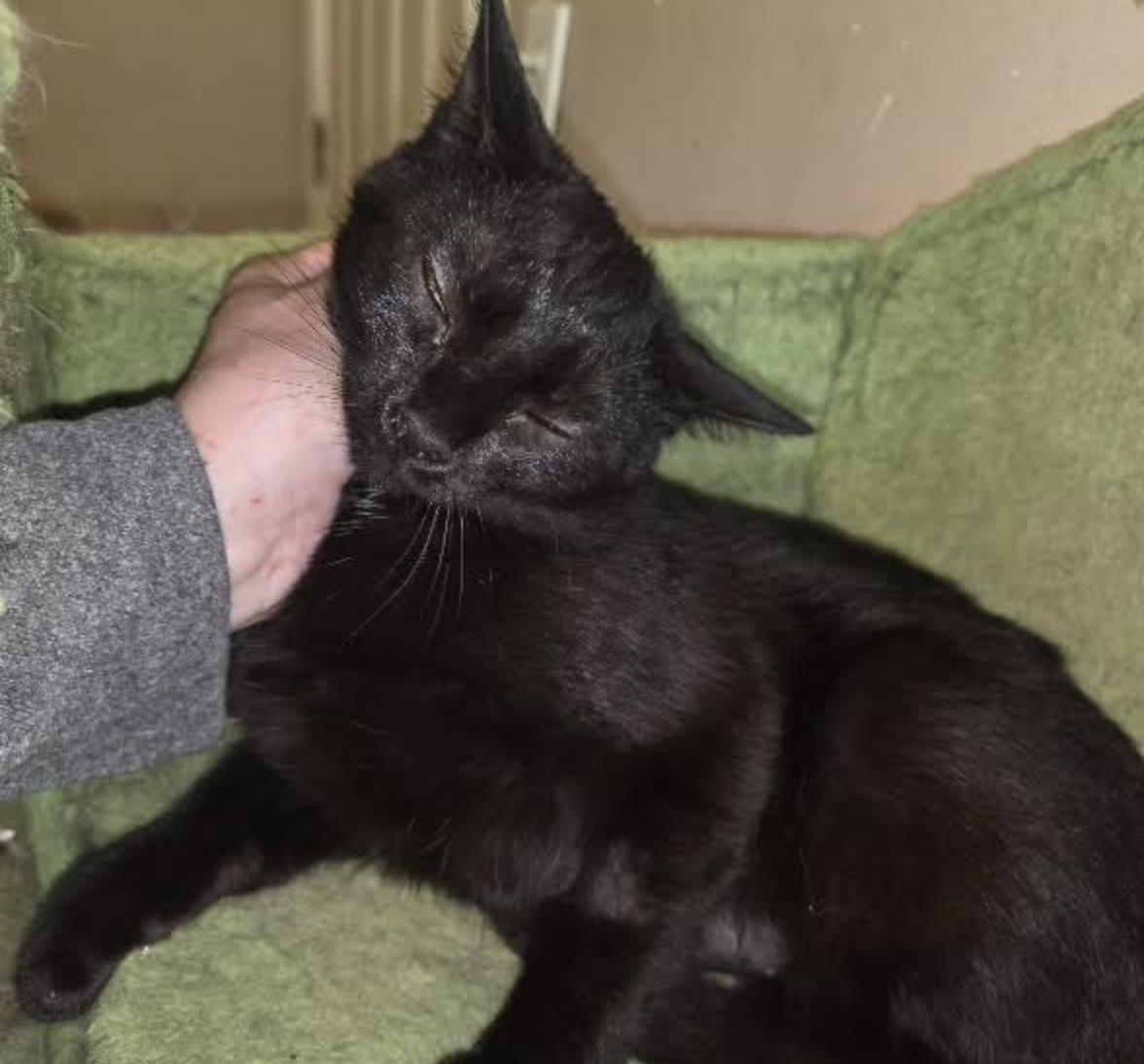 Claire, a ADOPTABLE Domestic Short Hair in Cincinnati, OH image 2/3