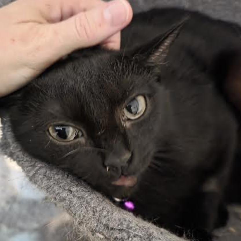 Claire, ADOPTABLE, Kitten Female Domestic Short Hair.