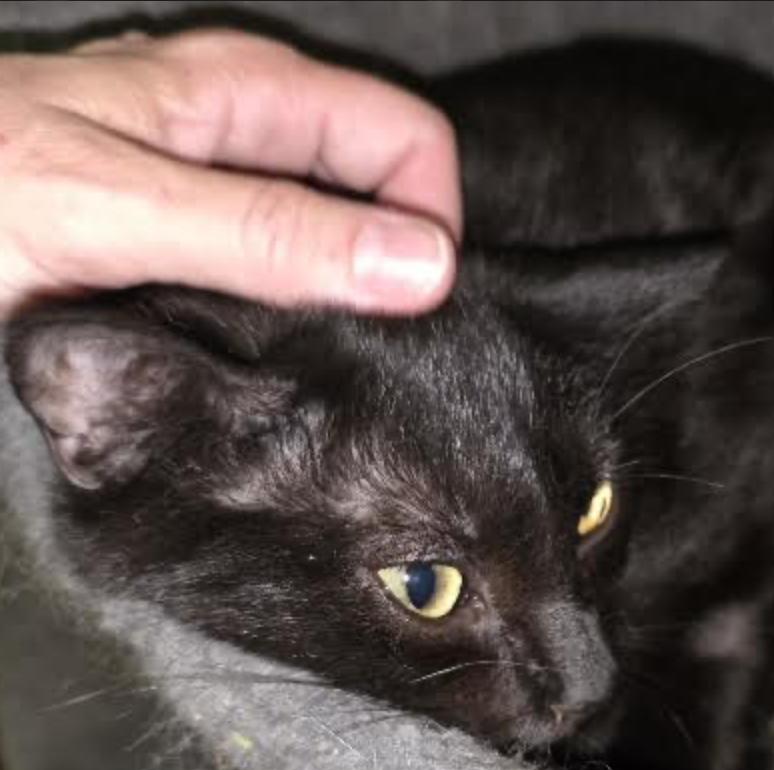 Claire, a ADOPTABLE Domestic Short Hair in Cincinnati, OH image 3/3