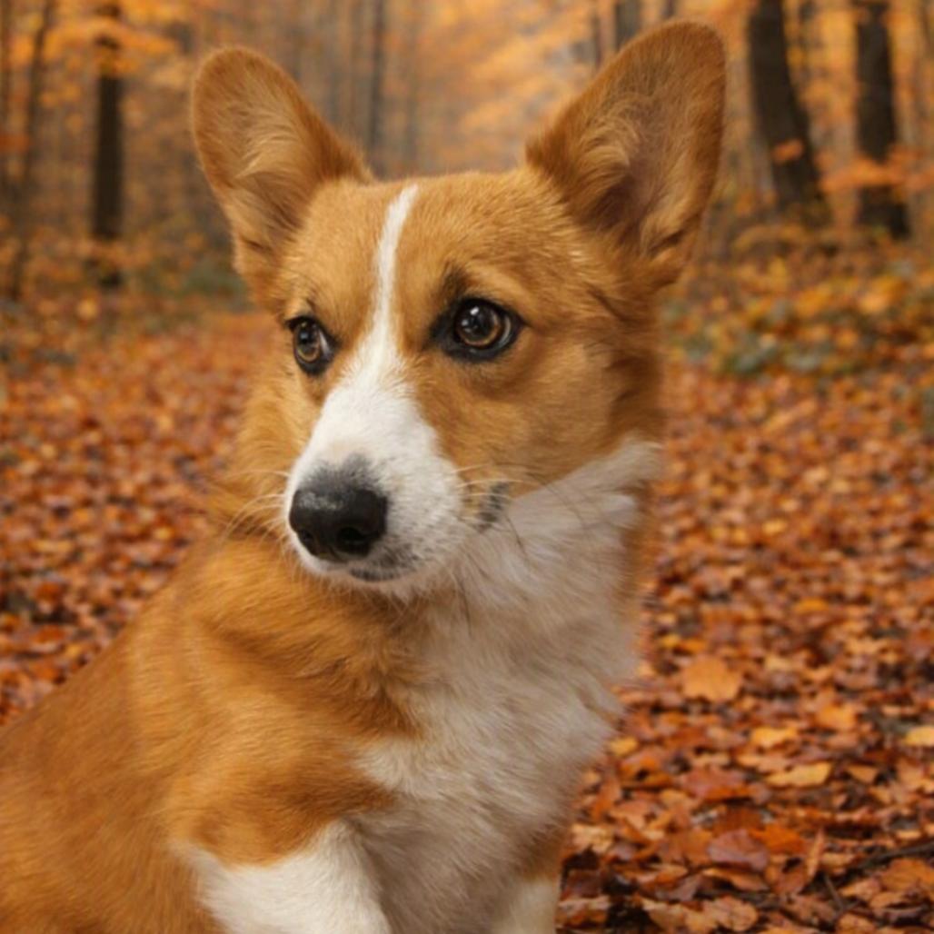 Poppy, Adoptable, Adult Female Corgi.