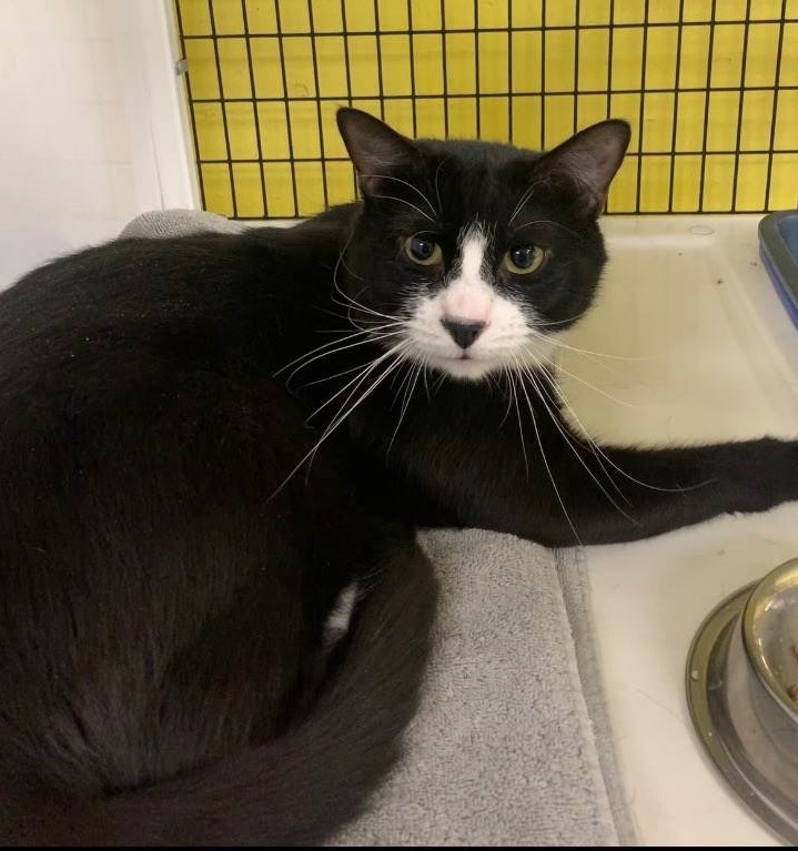 Cat for adoption Oscar, a Domestic Short Hair in Lyndhurst, NJ